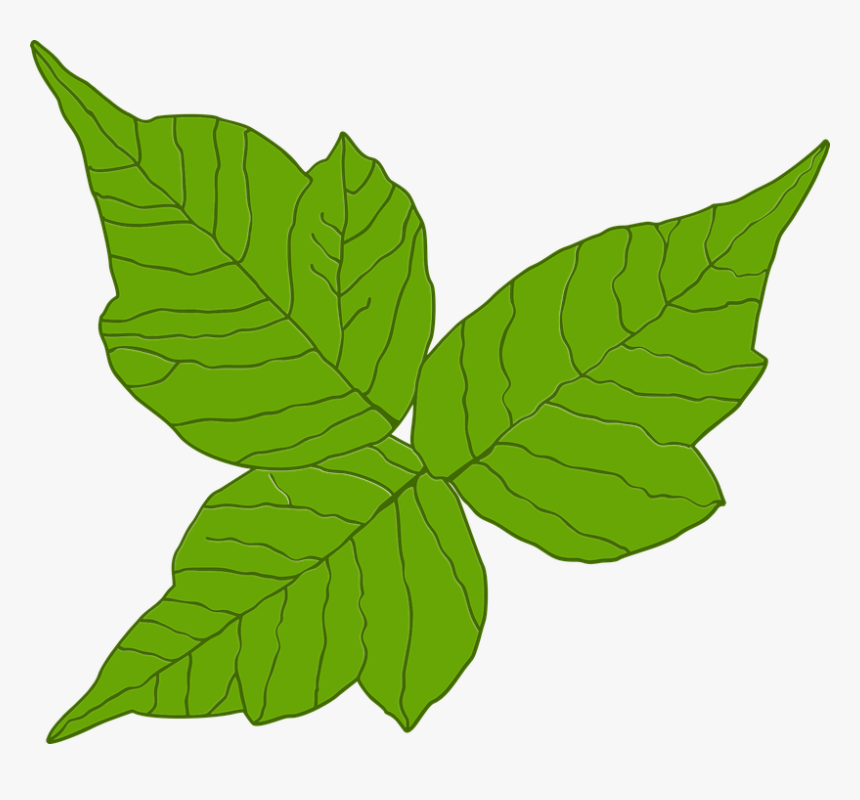 Poison Ivy, Itch, Danger, Rash, Leaf, Poisonous, Three - Poison Ivy Plant Vector, HD Png Download