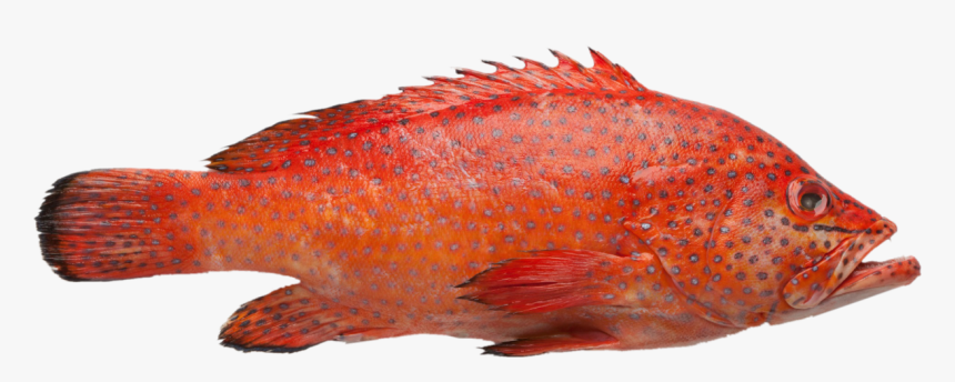 Grouper - Red Grouper Png, Transparent Png