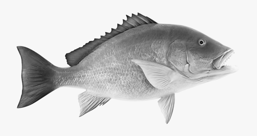 Grilled Whole Snapper - Red Snapper Clipart, HD Png Download