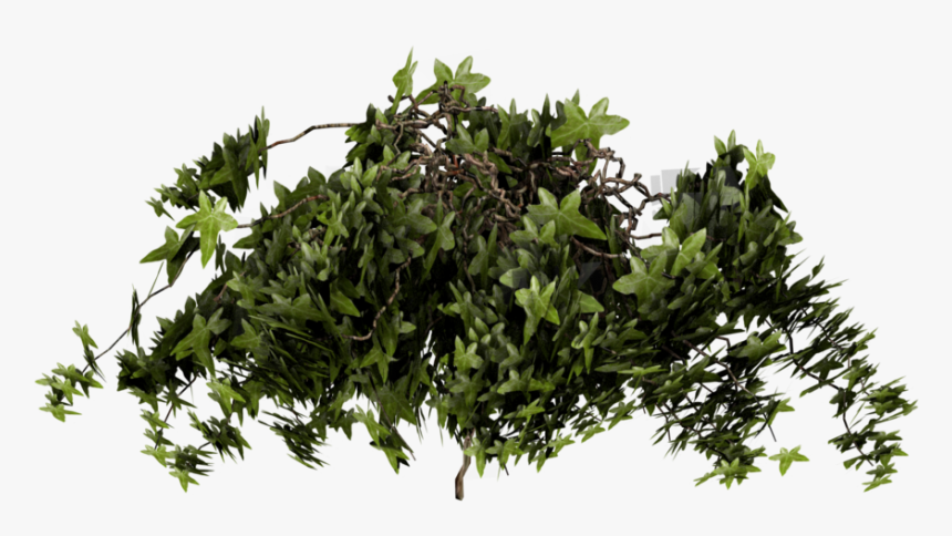 Poison Ivy Texture Mapping Plant - Poison Ivy Plant Texture, HD Png Download