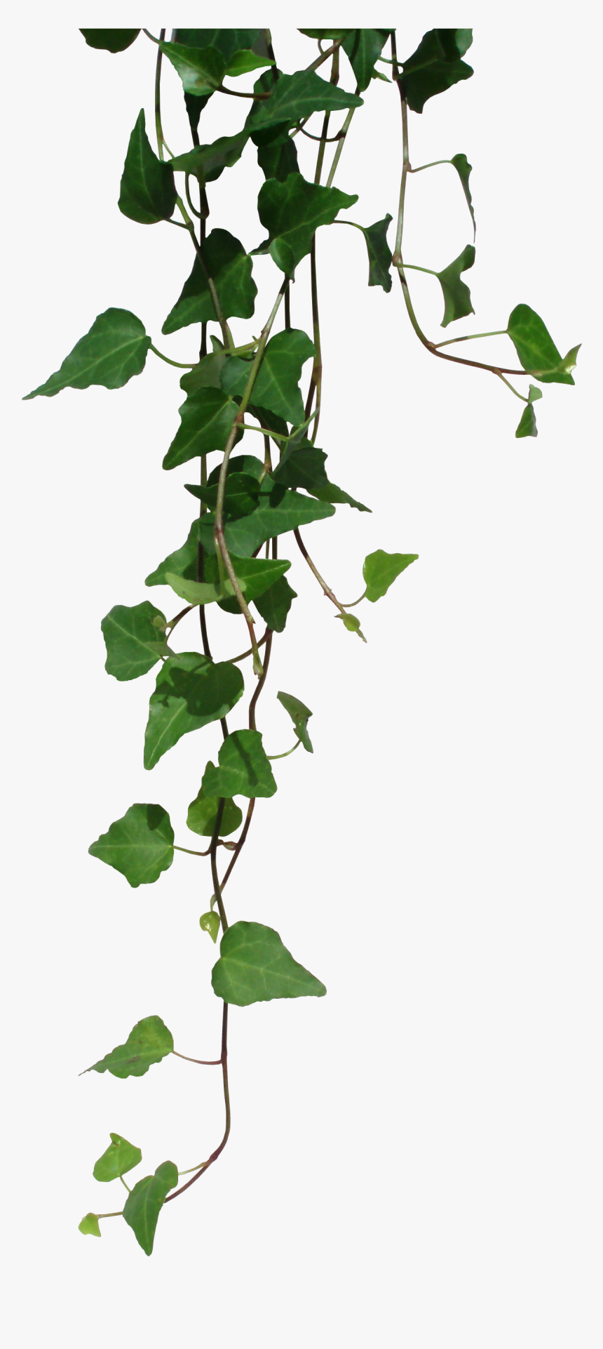 Dnd Homebrew Weapons Ivy Png - Ivy Png, Transparent Png