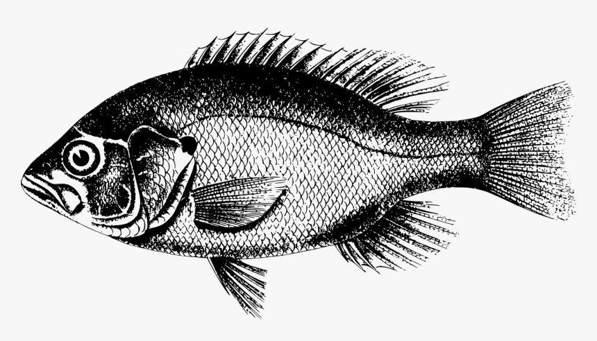 Northern Red Snapper Freshwater Fish Fresh Water Tamsui - Fish Pictures Black And White, HD Png Download