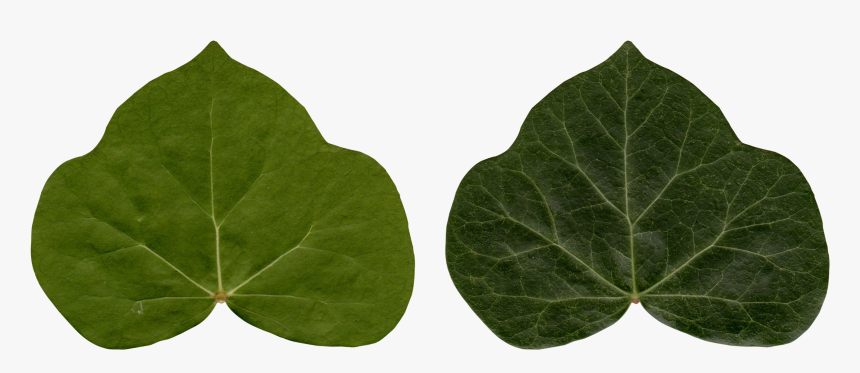 Common Ivy Leaf Poison Ivy Plant - Ivy, HD Png Download