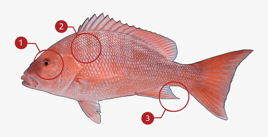 Red Snapper, HD Png Download
