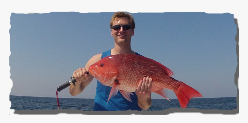 Transparent Red Snapper Png - Pull Fish Out Of Water, Png Download