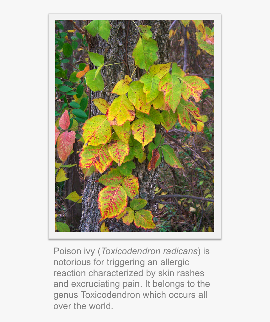 Tree, HD Png Download