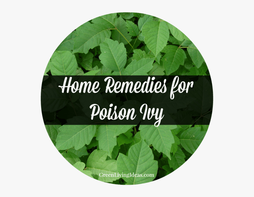 Home Remedies For Poison Ivy - Poison Ivy, HD Png Download