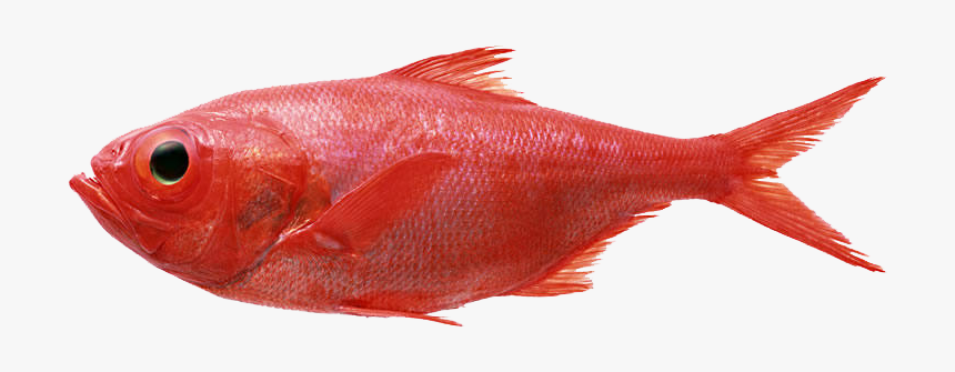 Redfish Seafood Fly Fishing Splendid Alfonsino - Red Fish Transparent, HD Png Download