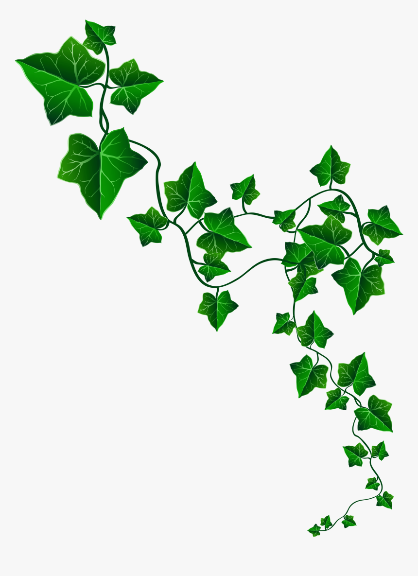 Vine Ivy Decoration Png Clipart Image - Ivy Drawing, Transparent Png