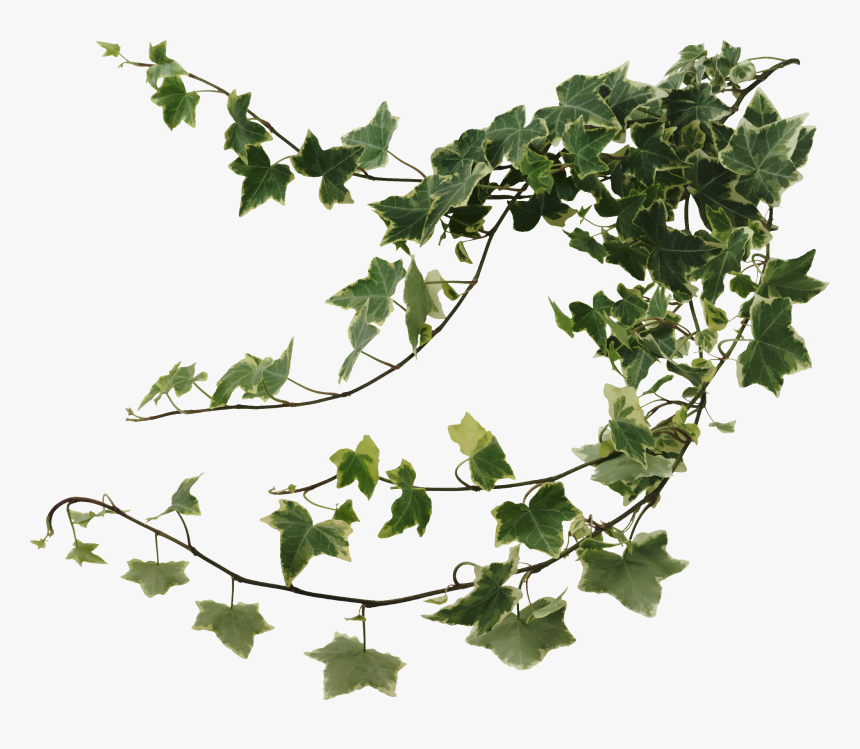 Best Air Purifying - Ivy Png, Transparent Png