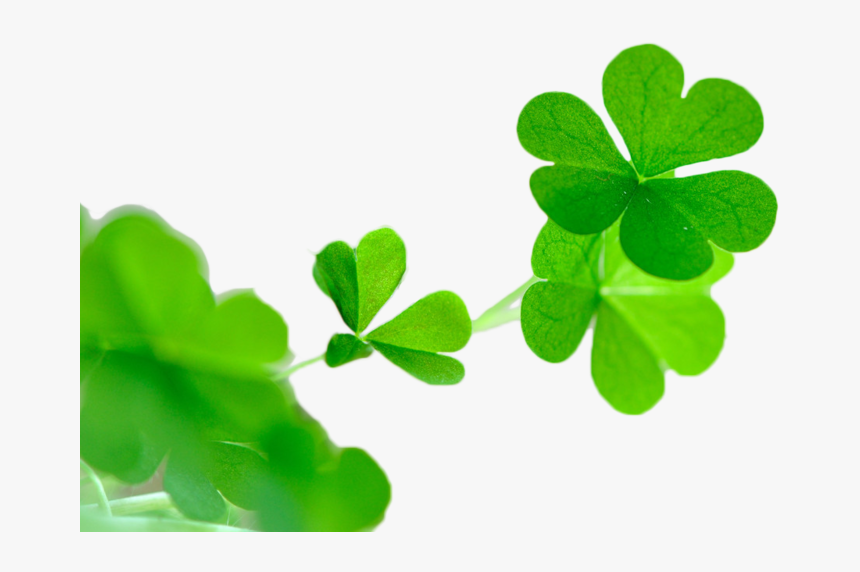Shamrock, HD Png Download