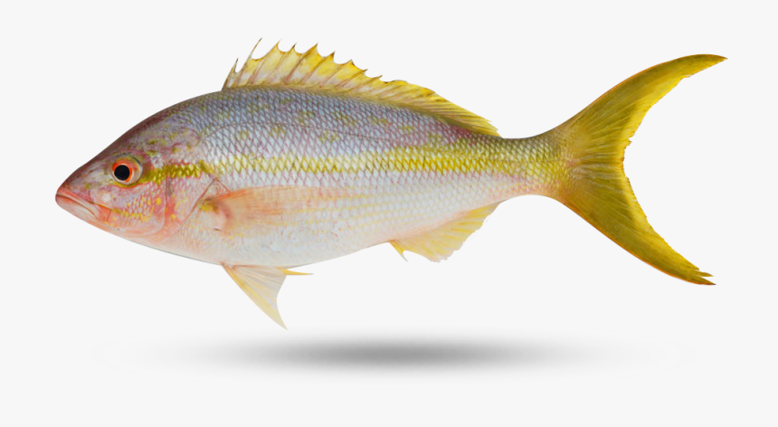 Yellow Tail Snapper - Perch, HD Png Download