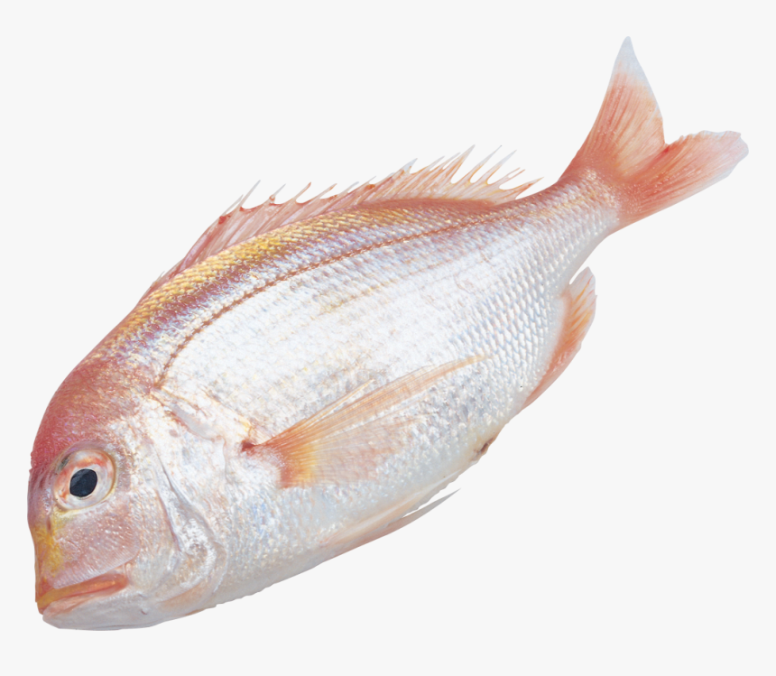 Fish, HD Png Download