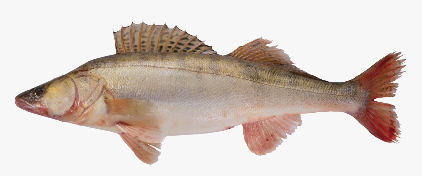 Fish Png - Рыба Картинки Png, Transparent Png