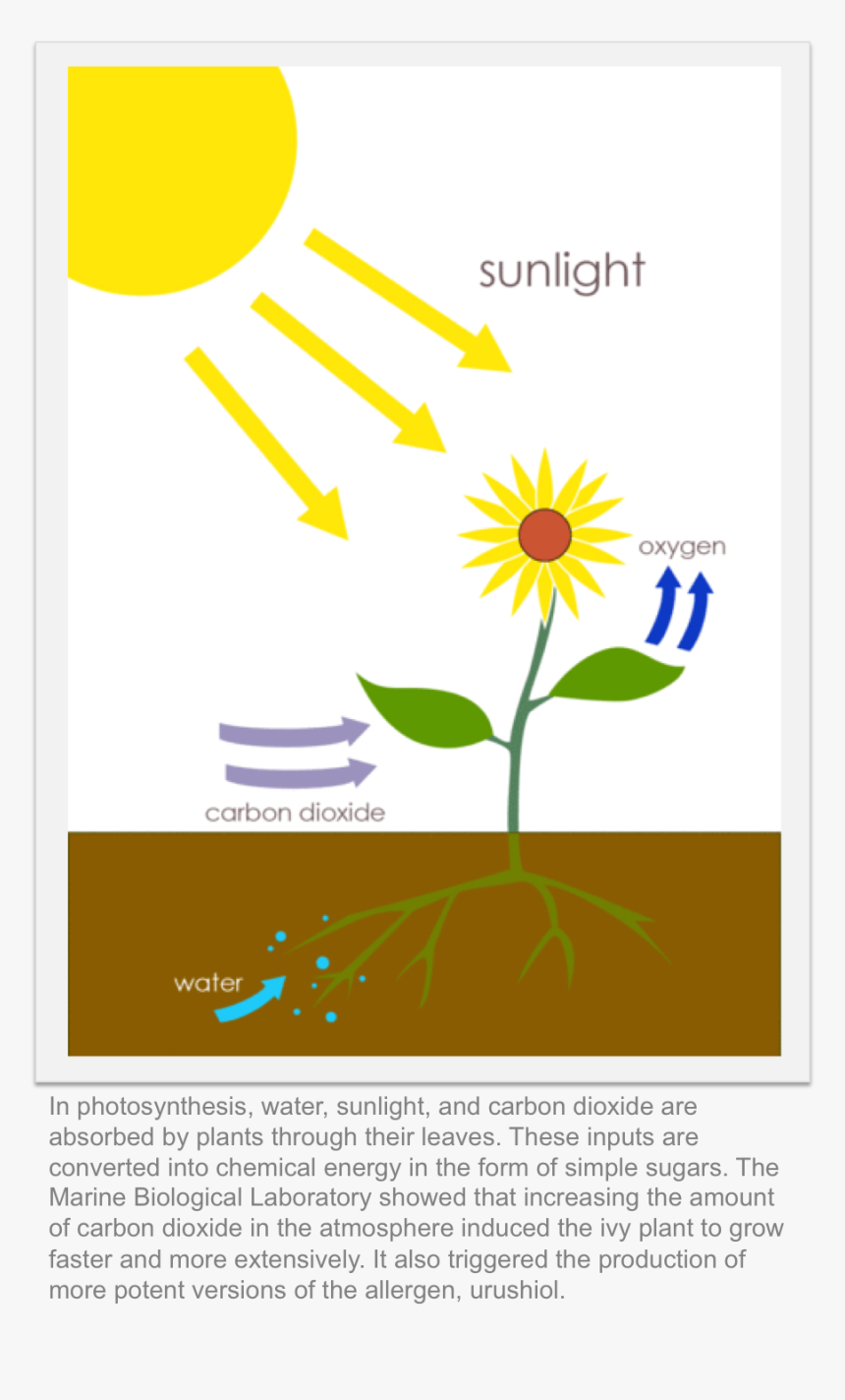 Graphic Design, HD Png Download