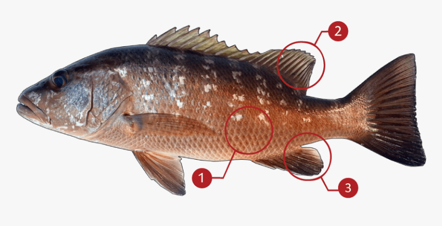 Dog Head Snapper, HD Png Download