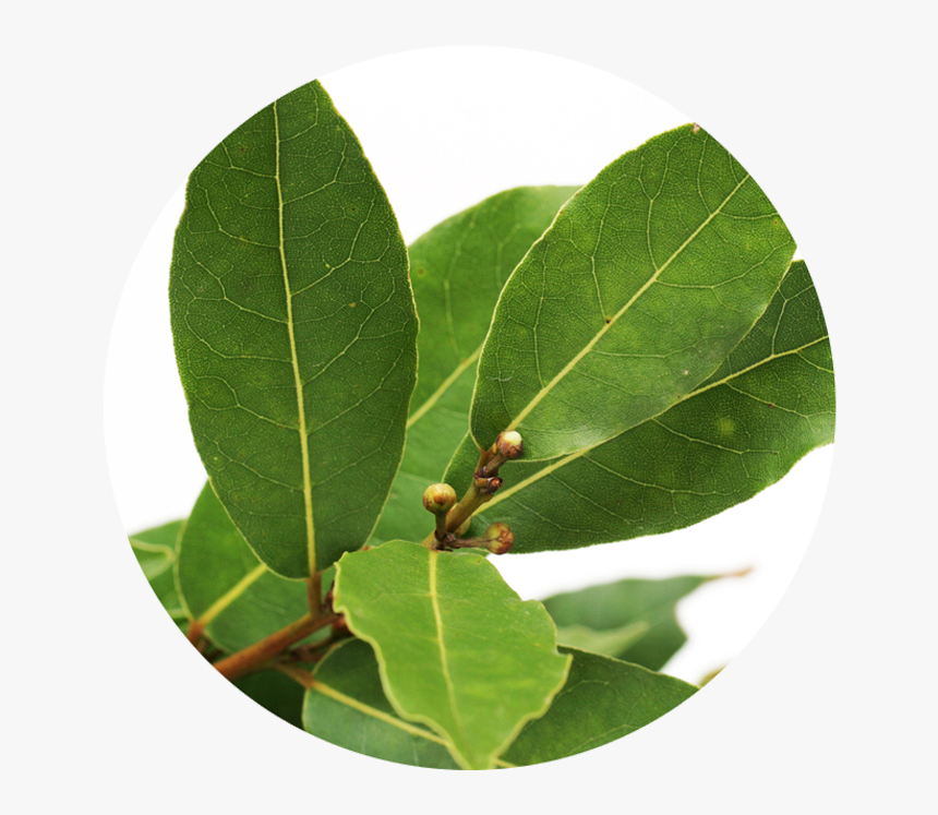 Hoja Bendita, HD Png Download