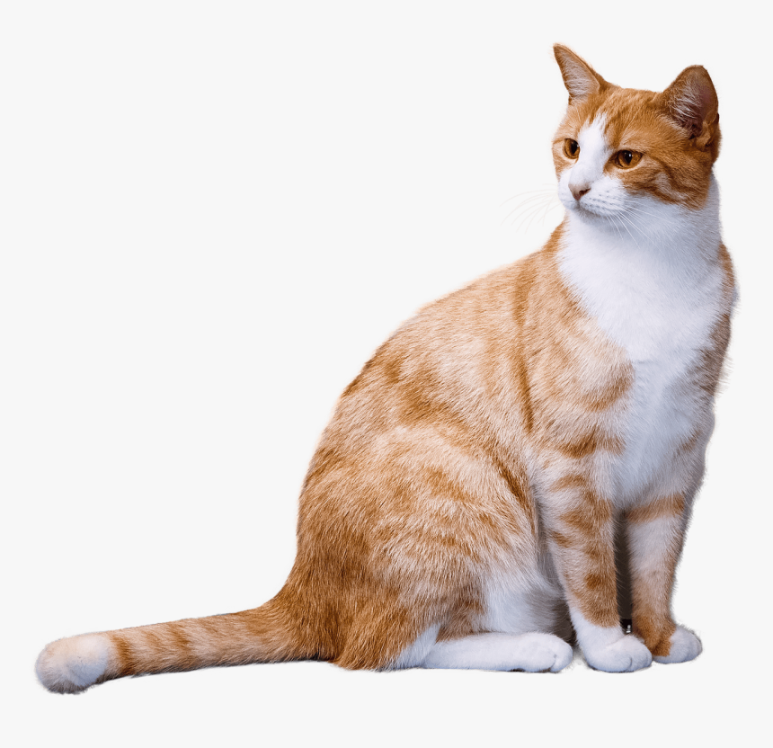 Ginger Cat - Cat Png Transparent, Png Download