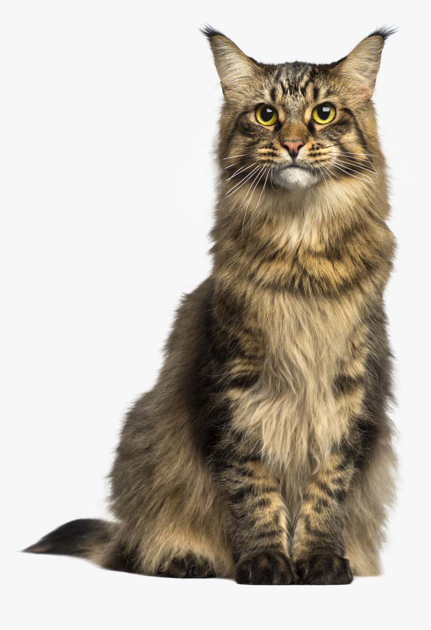 Cat Png, Transparent Png