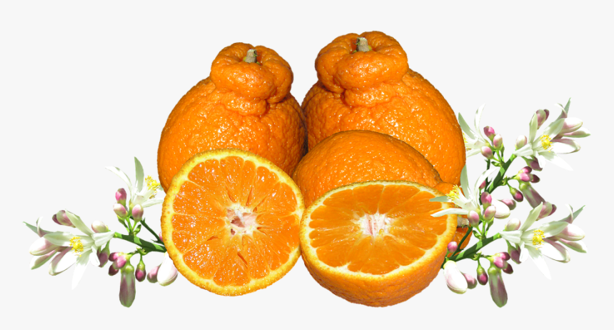 Mandarina, Frutas, Flor, Los Alimentos, Orgánicos - Alle Zitrusfrüchte Der Welt, HD Png Download
