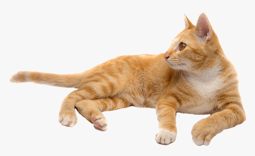 Cat Png - قطة Png, Transparent Png