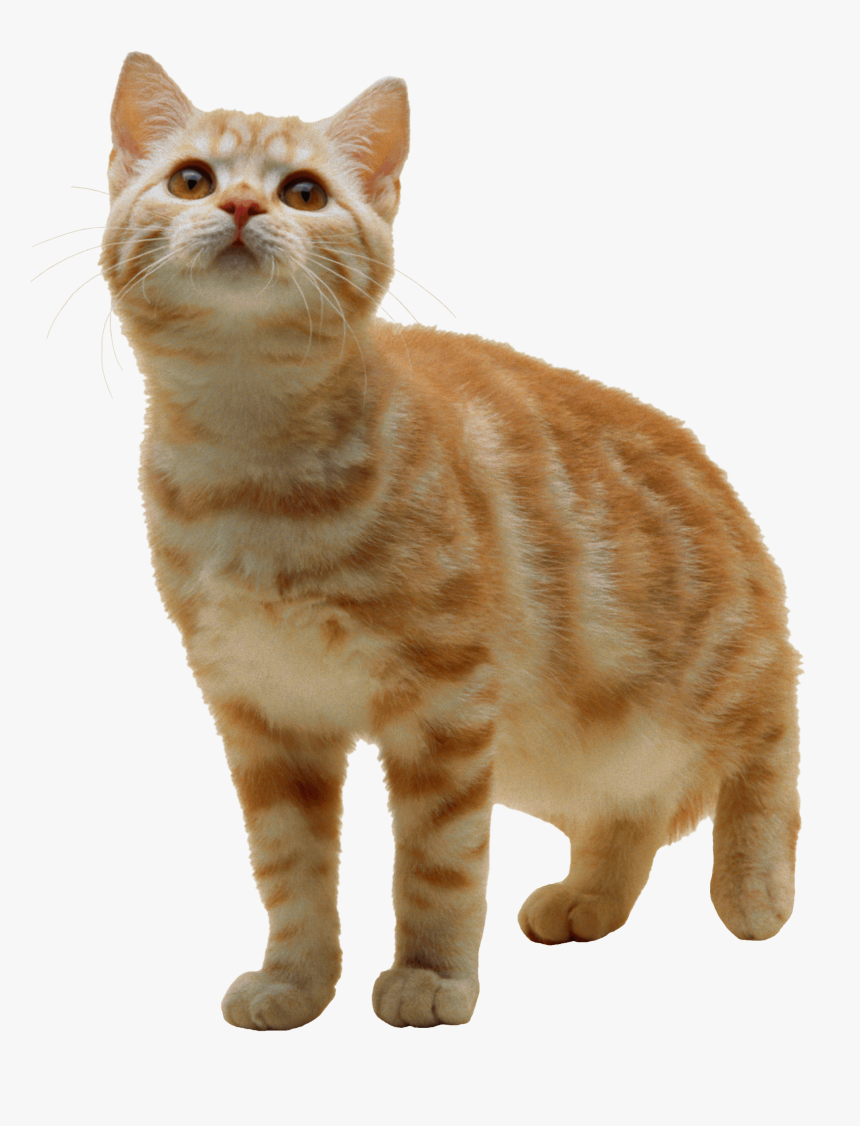 Cat With Transparent Background, HD Png Download