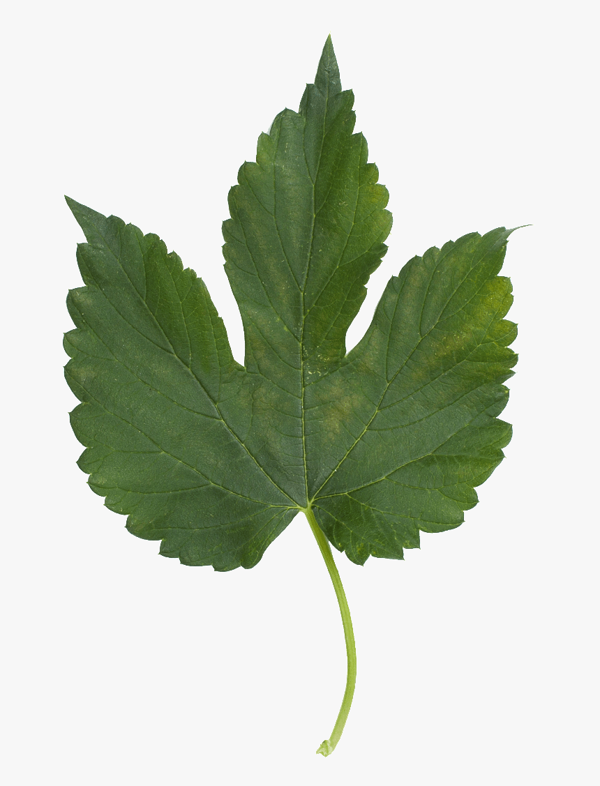 Feuilles Simples, HD Png Download