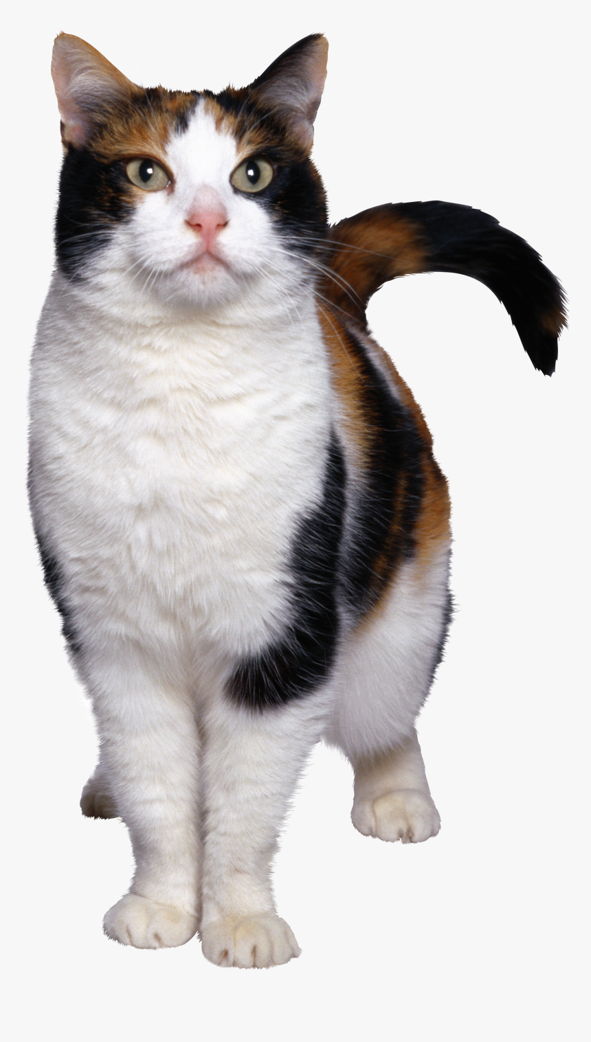 Cat Png - Cat Png Hd, Transparent Png