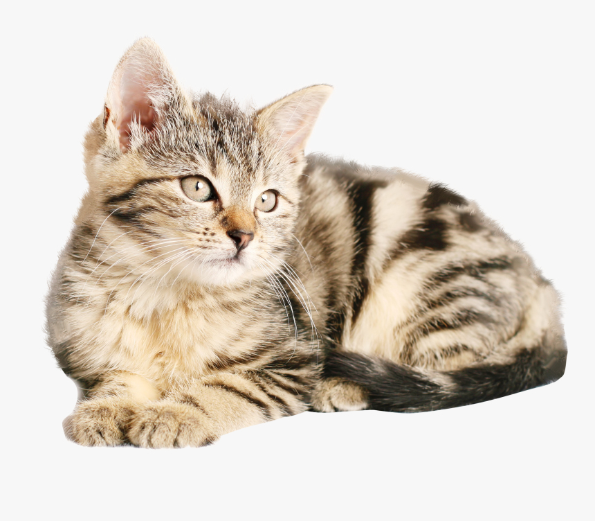 Cat Png, Transparent Png