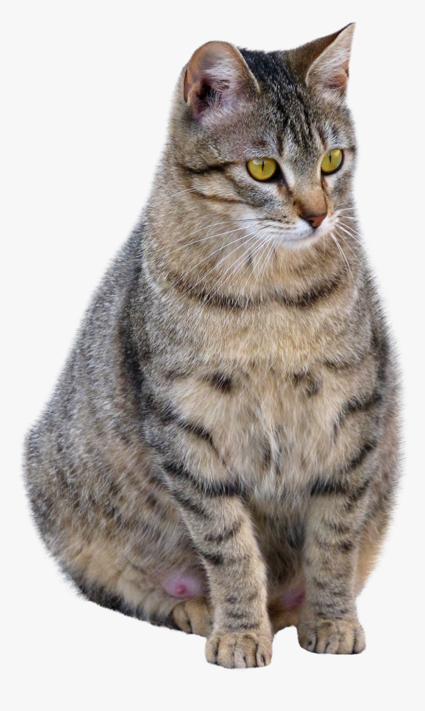 Cat Png Transparent Image - Cat Png, Png Download