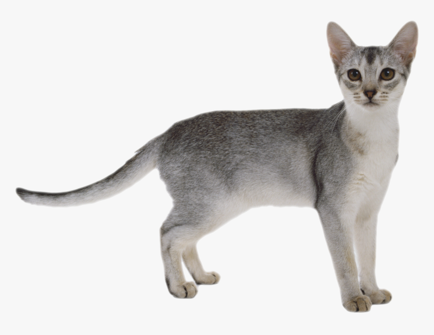 Cat Png - White Grey Abyssinian Cat, Transparent Png