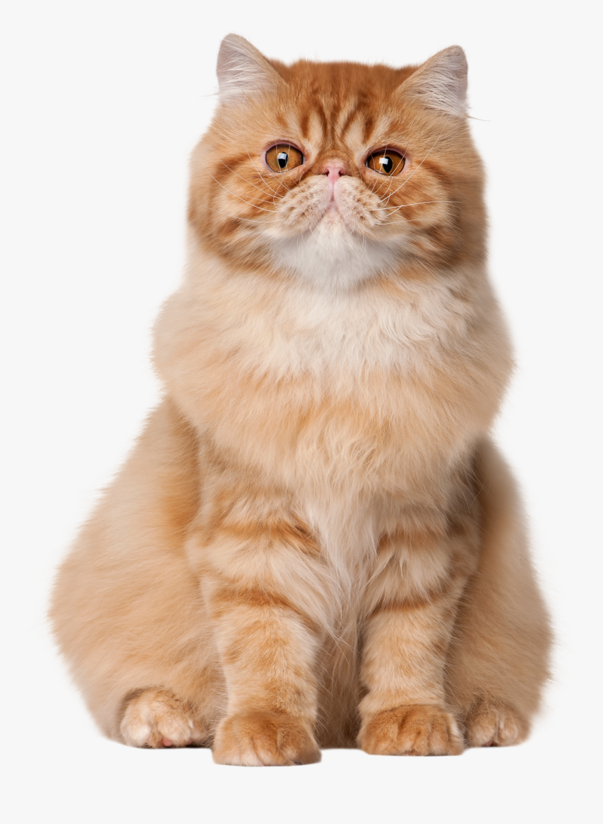 Sitting Cat Png Clip Art - Cat Sitting Down Hd, Transparent Png
