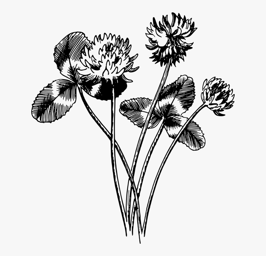 Monochrome Photography,petal,seed Plant - White Clover Drawing, HD Png Download