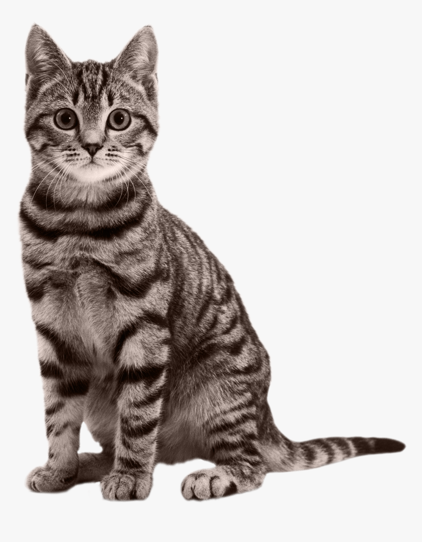 Cat Png - Transparent Cat Png, Png Download
