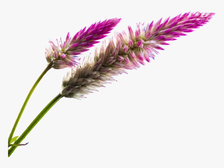 Stem, Rosa, Nature, Pink, Transparent, Png, Spring - Floral Stock Images Png, Png Download
