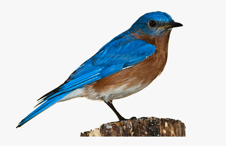 Bird, Bluebird, Bird Png, Nature, Perched, Isolated - Bird Hd Transparent Background, Png Download