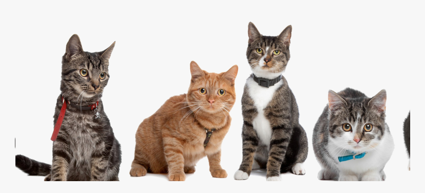 To Medium Sized Cats,european Shorthair,felidae,tabby, HD Png Download