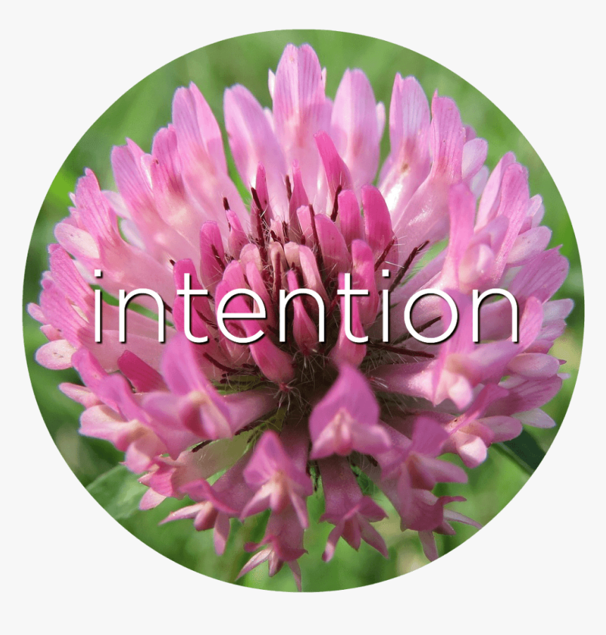 Intention Red Clover Flower Essence - Especie Vegetal De La Pradera, HD Png Download