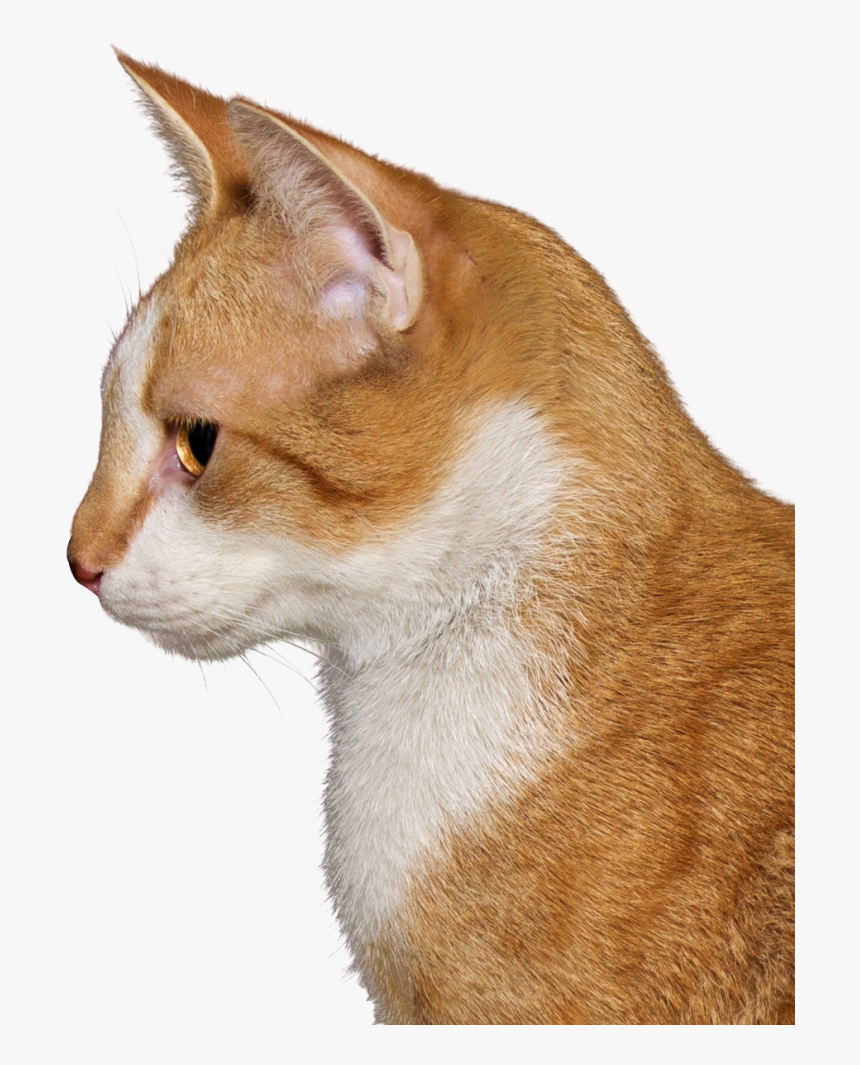 Cat Png, Transparent Png