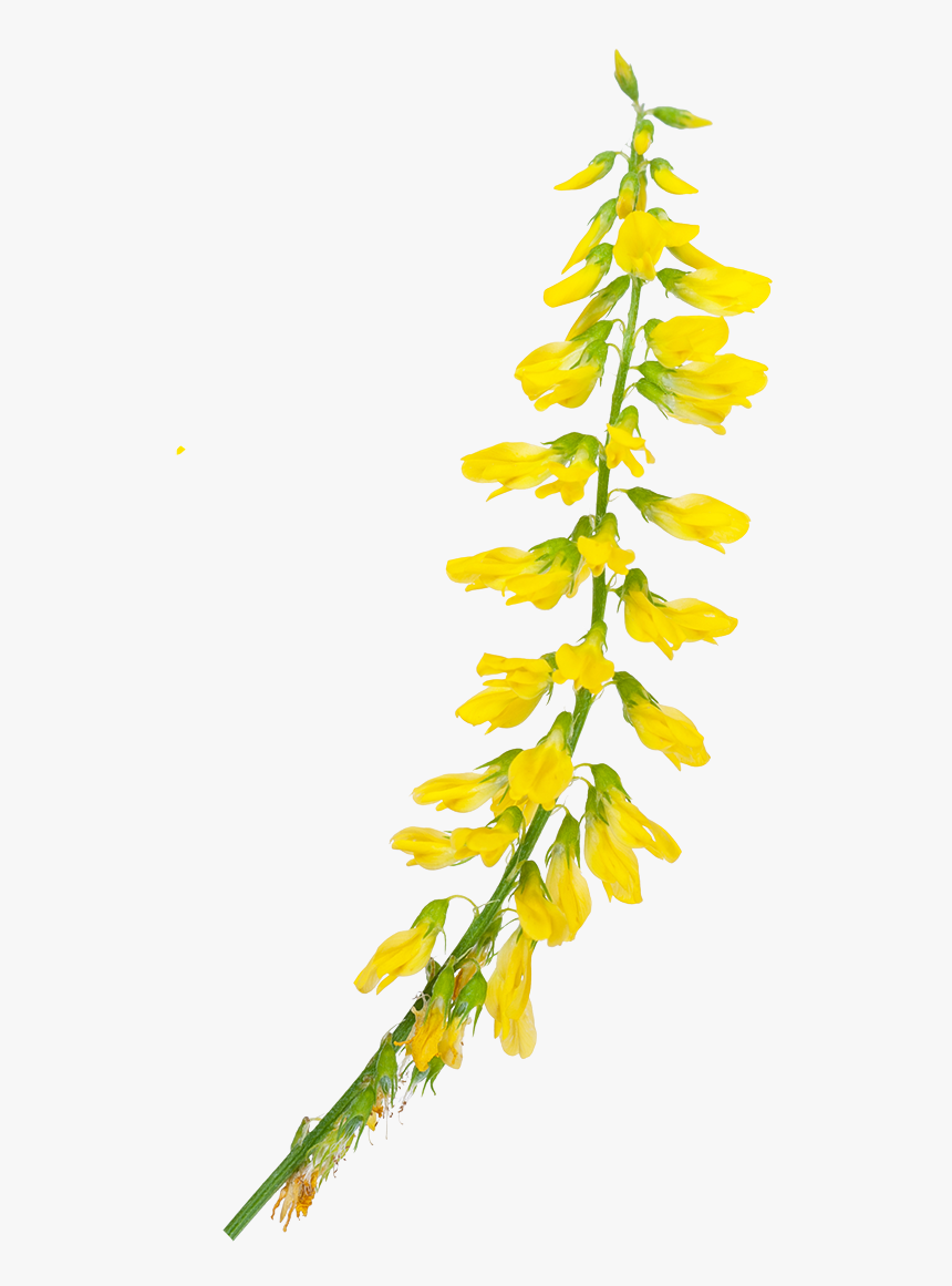 Sweet Clover, HD Png Download