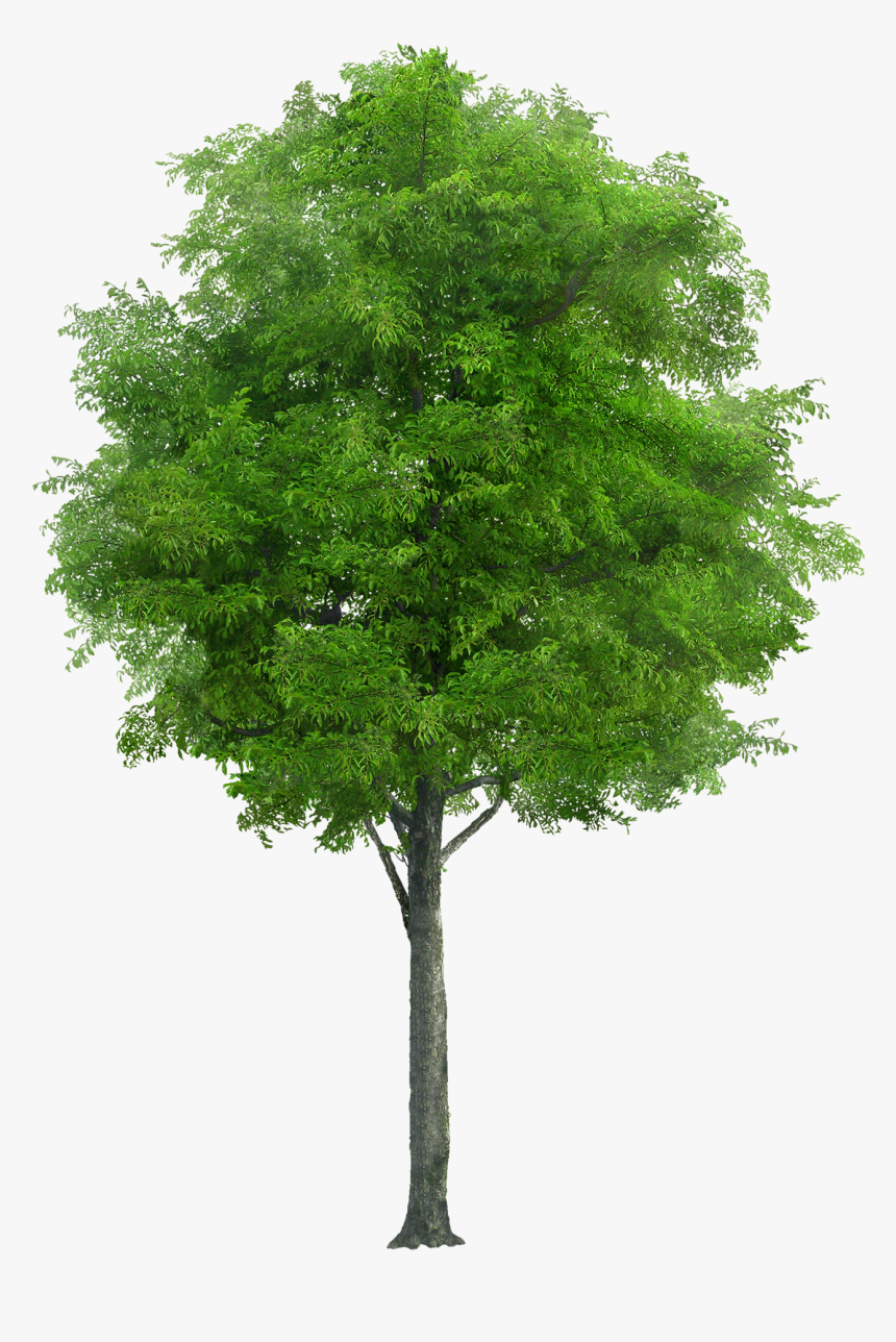 This Alt Value Should Not Be Empty If You Assign Primary - Neem Tree Png, Transparent Png