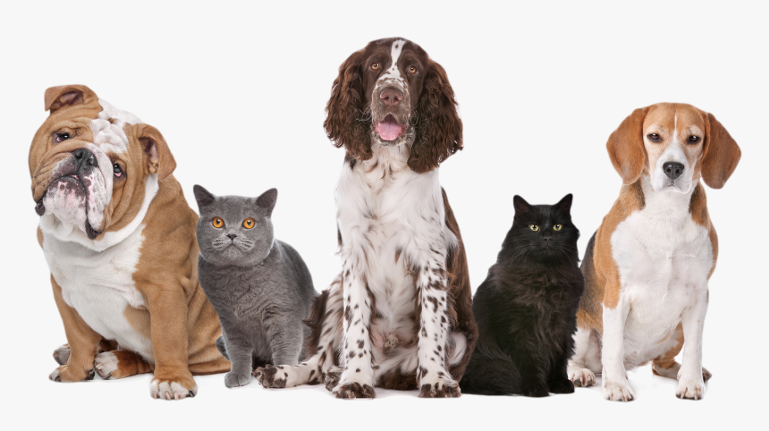 National Pet Fire Safety Day 2017, HD Png Download