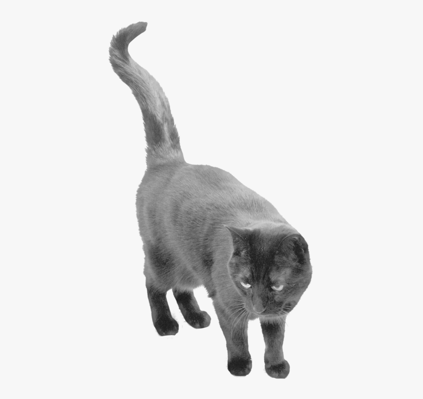 Download Free High Quality Black Cat Png Transparent - Black Cat Png Transparent, Png Download