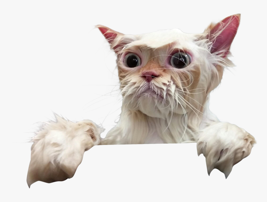 Xpurr, HD Png Download
