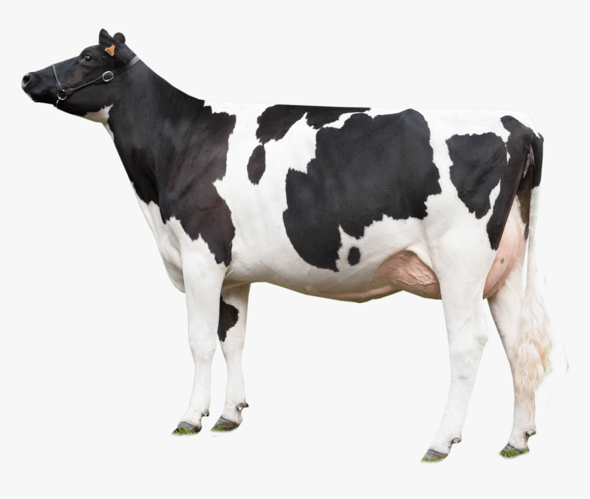 Vaca Mirando A La Izquierda - Cow Png, Transparent Png