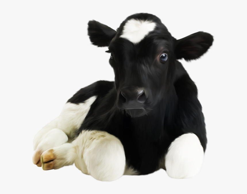 Calf Milk Replacer Price In Pakistan, HD Png Download