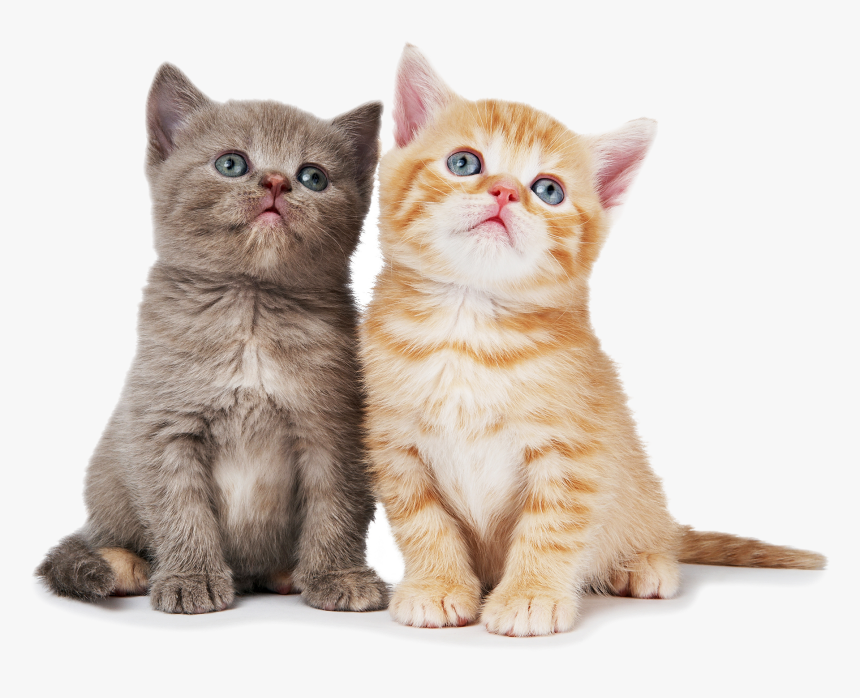 Cat Png Pic - Cat With White Background, Transparent Png