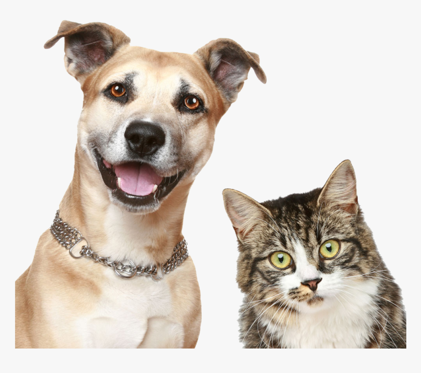 Dog And Cat Png, Transparent Png