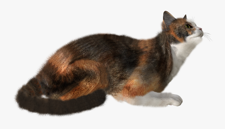 Portable Network Graphics, HD Png Download