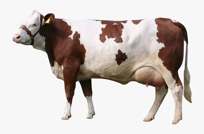 Simmental Cow Png, Transparent Png